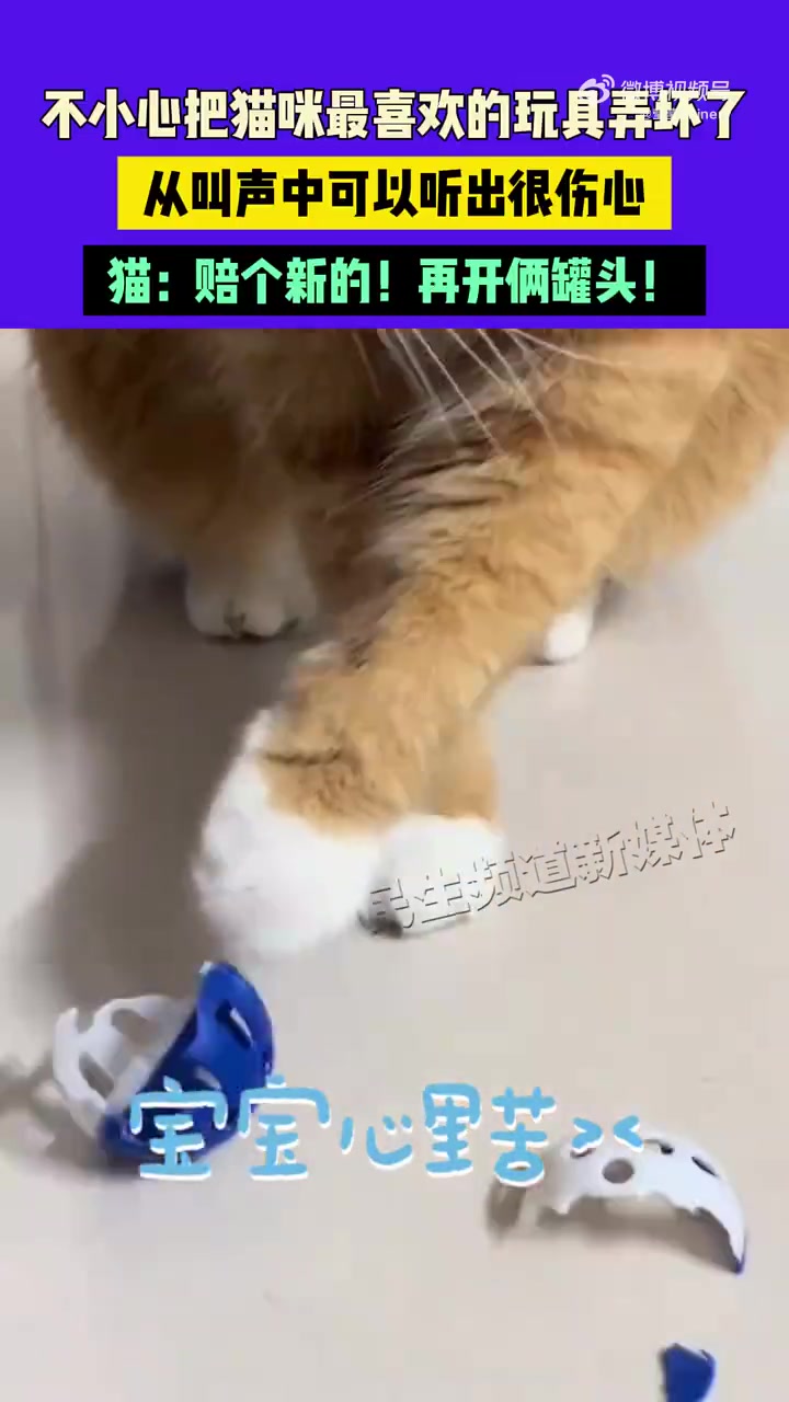 不小心把猫咪最喜欢的玩具弄坏了，从叫声中可以听出很伤心