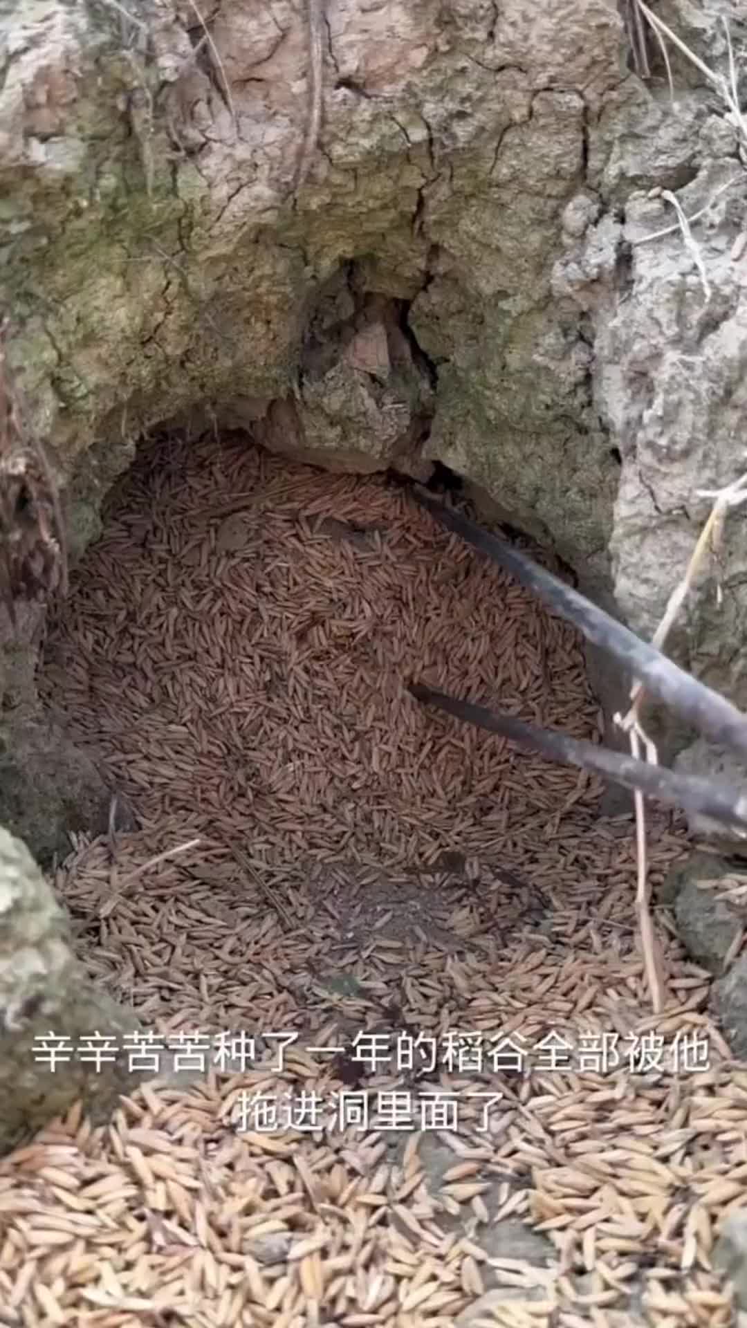 这个是啥动物啊！