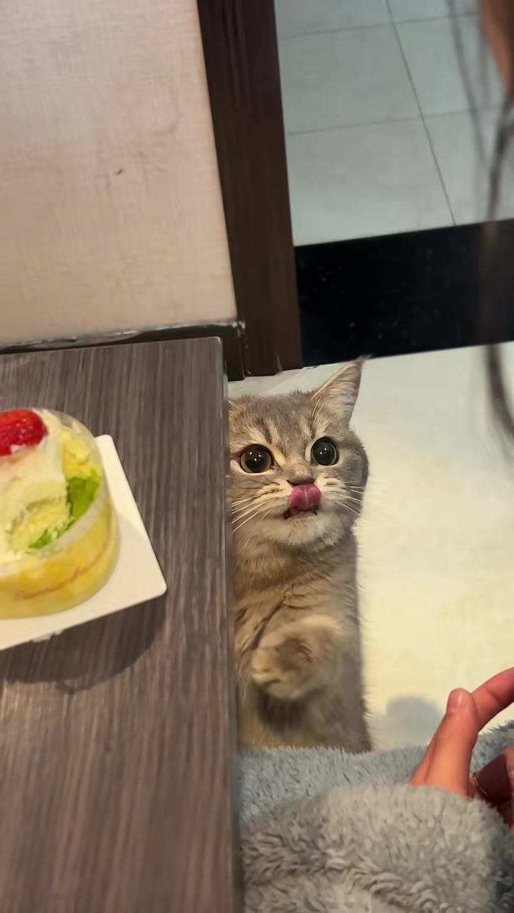 养了一只小馋猫