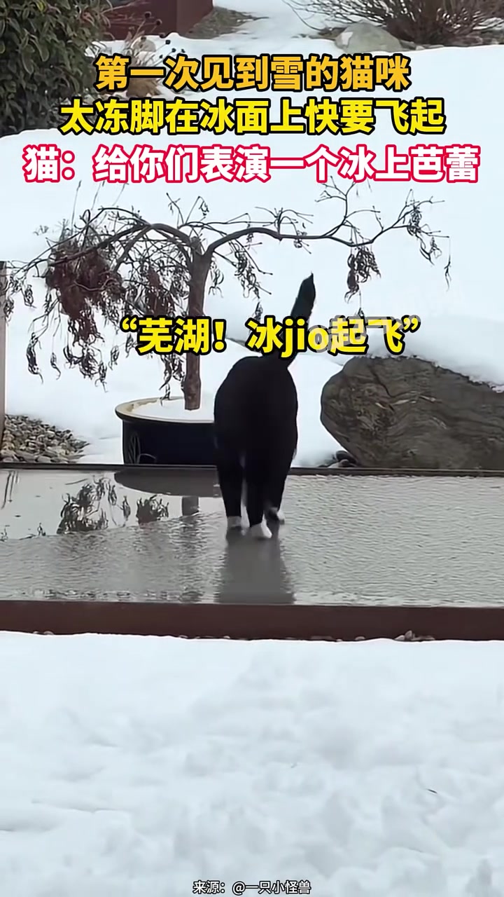 第一次见到雪的猫咪，太冻脚在冰面上快要飞起