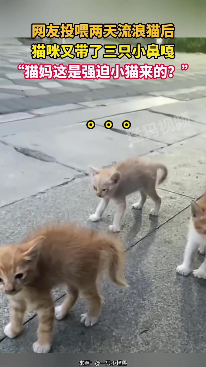 网友投喂两天流浪猫后，猫咪又带了三只小鼻嘎