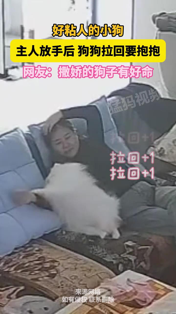 好粘人的小狗，主人放手后，狗狗拉回要抱抱