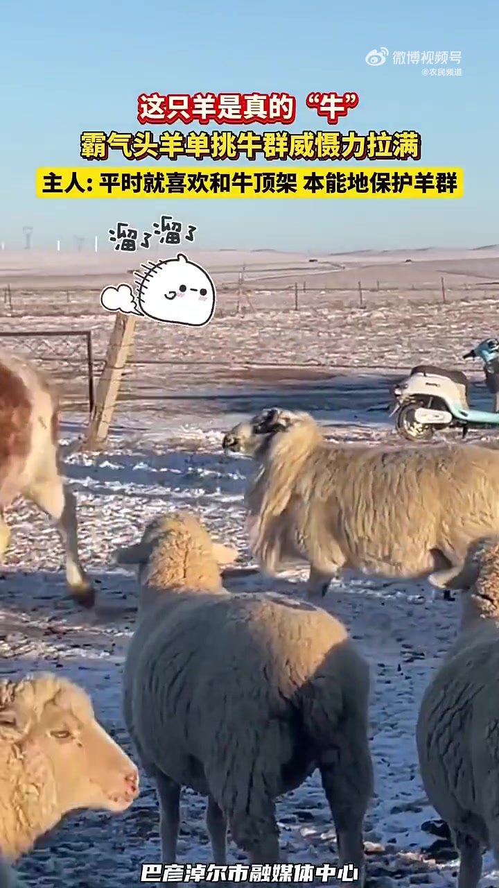 霸气头羊单挑牛群威慑力拉满