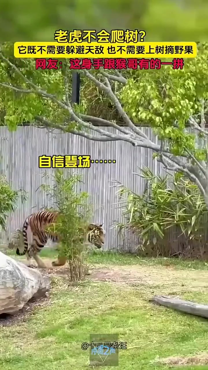 有人说老虎不会爬树看这身手跟猴哥有的一拼！