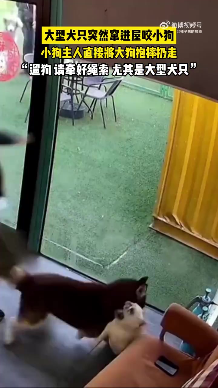 大型犬突然冲进屋咬小狗，狗主人直接将大狗抱摔扔走