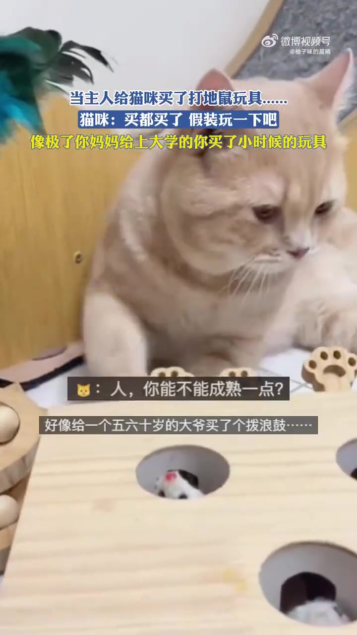 当主人给猫咪买了打地鼠玩具....