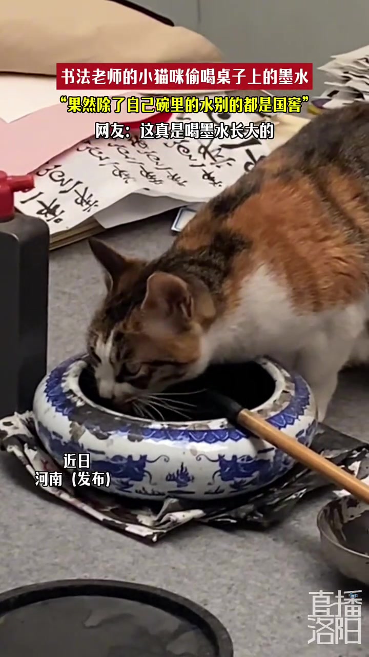 书法老师的小猫咪偷喝桌子上的墨水，网友：这真是喝墨水长大的！