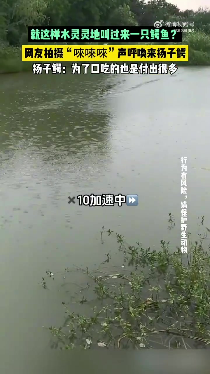 就这样水灵灵地叫过来一只鳄鱼