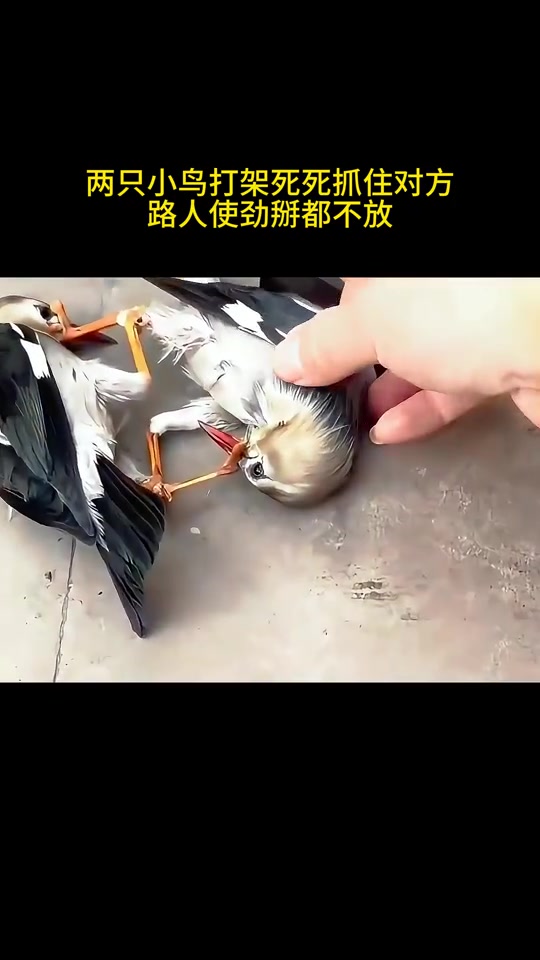 两只小鸟打架SS抓住对方，路人使劲掰都不放！