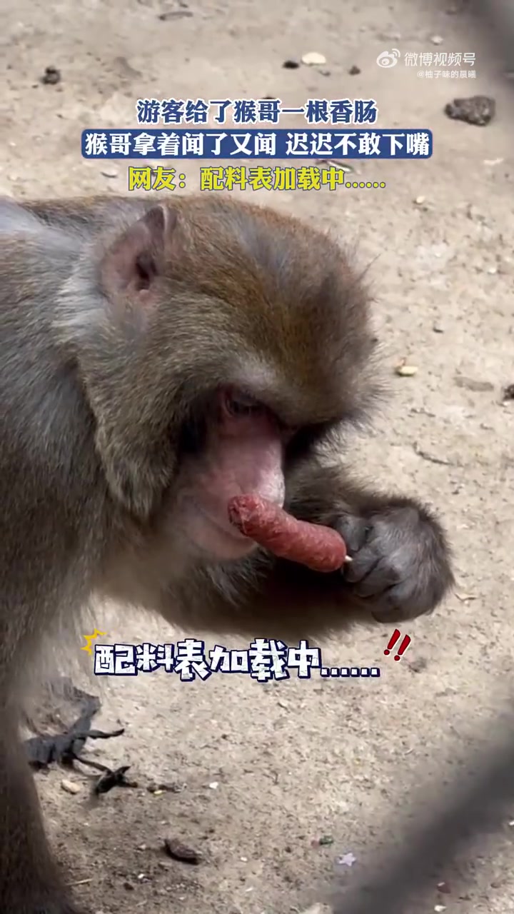 游客给了猴哥一根香肠，猴哥拿着闻了又闻，迟迟不敢下嘴