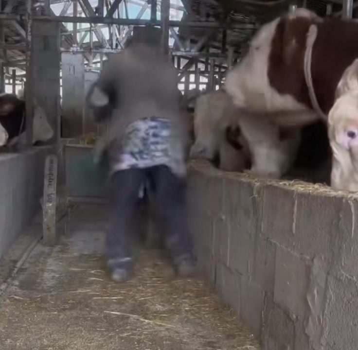 养猪看着也是个高危行业啊！
