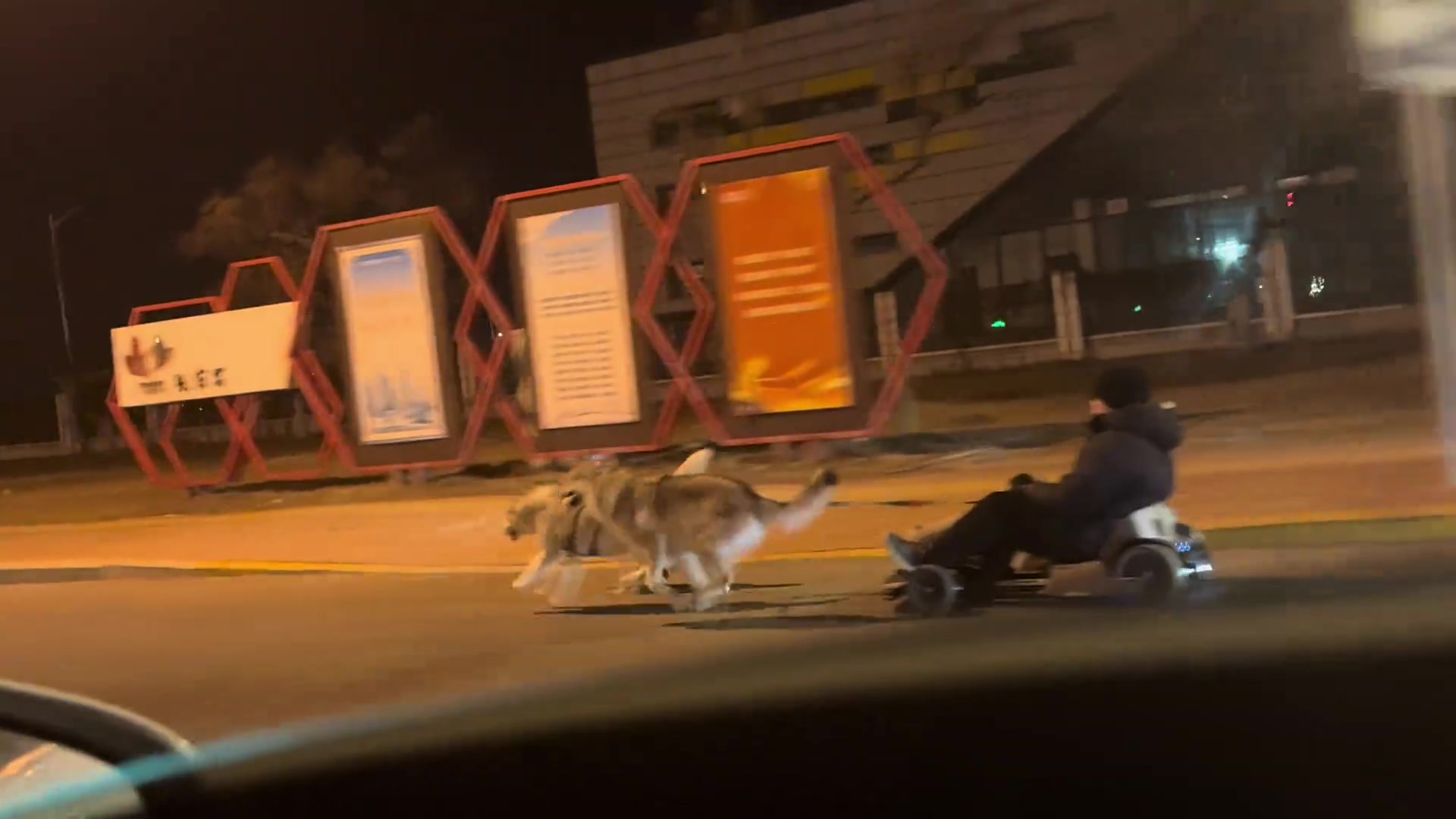 顶级遛狗方式！这狗子没白养
