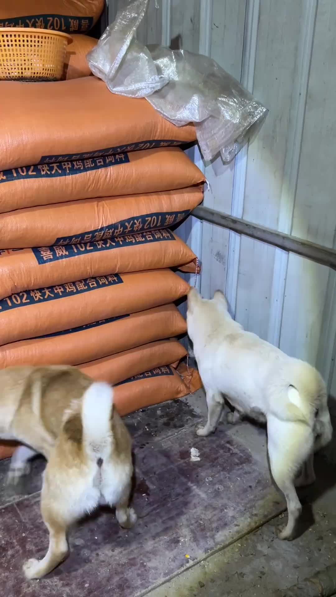 现在狗比猫还会抓老鼠！