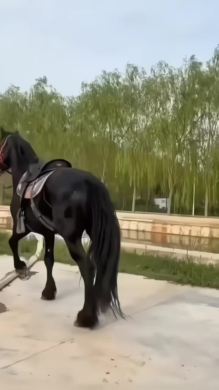这不是一般马，一般马干不了这动作！