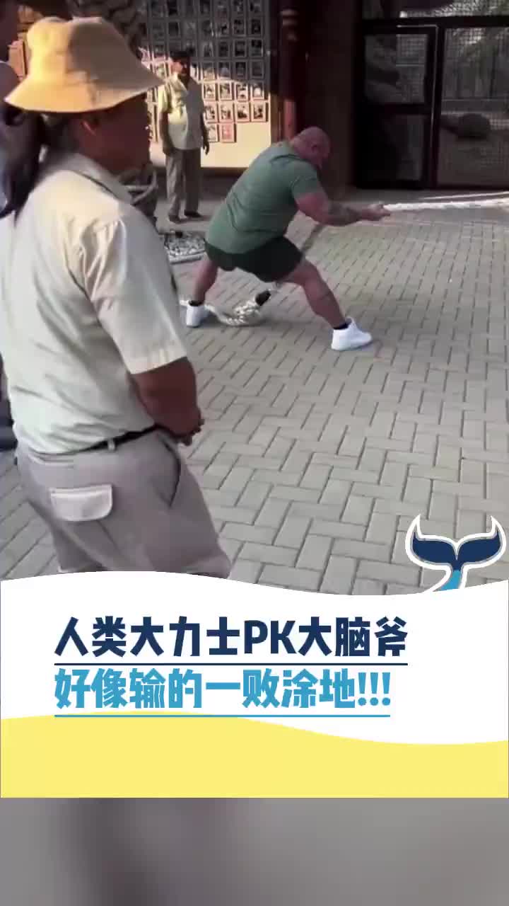 人类大力士在大脑斧的面前输的一败涂地！
