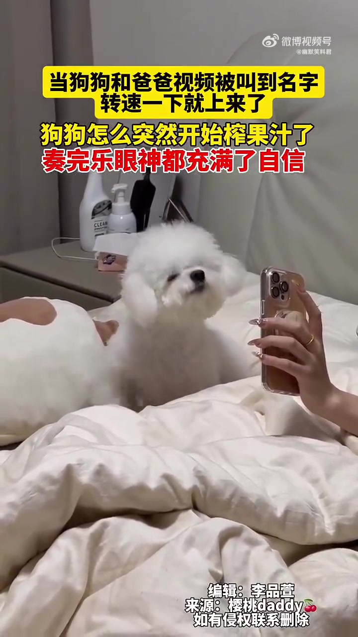 当狗狗和爸爸视频被叫到名字，狗狗突然开始榨果汁了