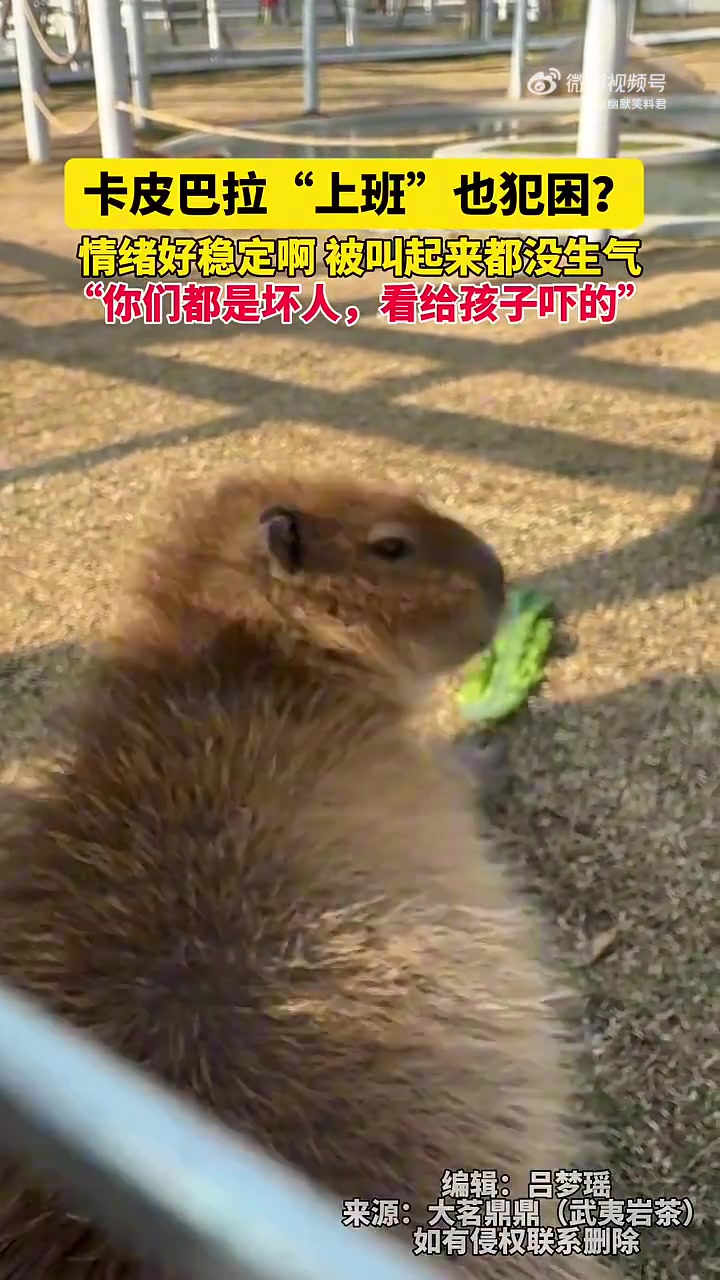 卡皮巴拉情绪太稳定了，被叫醒也没生气