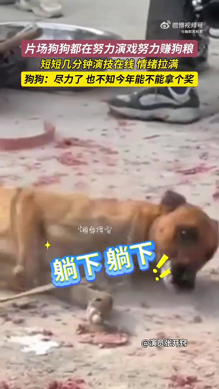 片场狗狗都在努力演戏努力赚狗粮，短短几分钟演技在线，情绪拉满