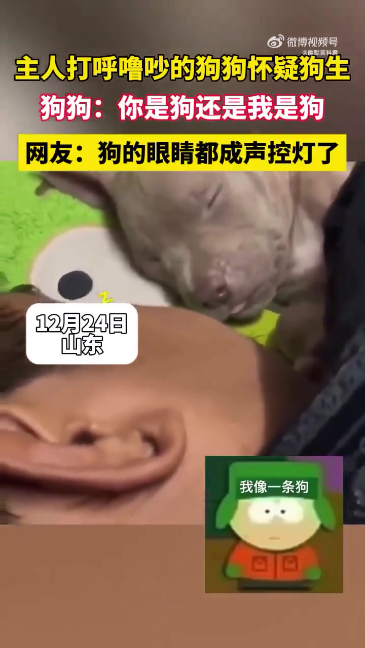 主人打呼噜吵的狗狗怀疑人生