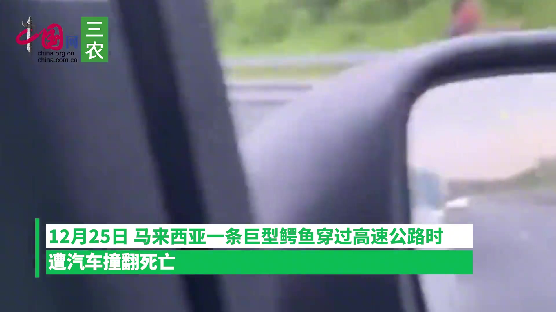 马来西亚一条巨型鳄鱼“过马路”时，遭汽车撞翻死亡！