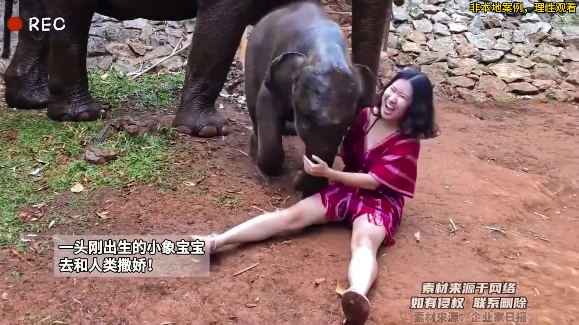 一头刚出生的小象宝宝，去和人类撒娇！！！