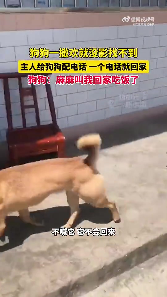 狗狗一撒欢就没影找不到，主人给狗狗配电话，一个电话就回家