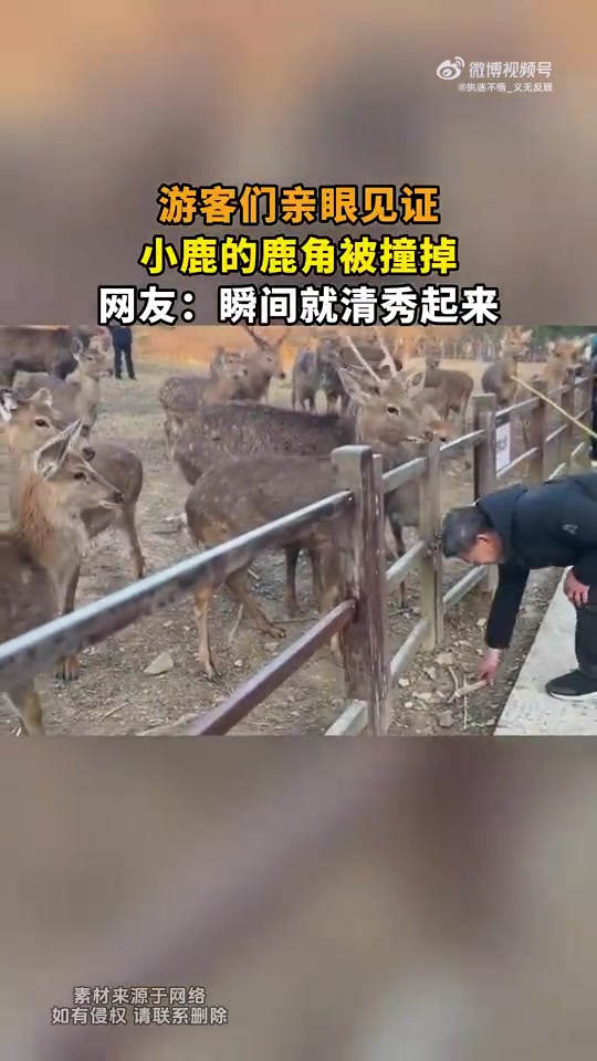 游客们亲眼见证，小鹿的鹿角被撞掉，网友：瞬间就清秀起来