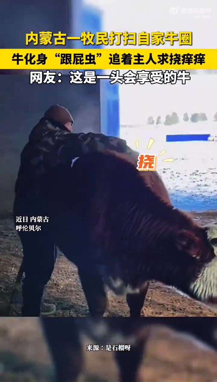 内蒙古一牧民打扫自家牛圈，牛化身“跟屁虫”追着主人求挠痒痒！