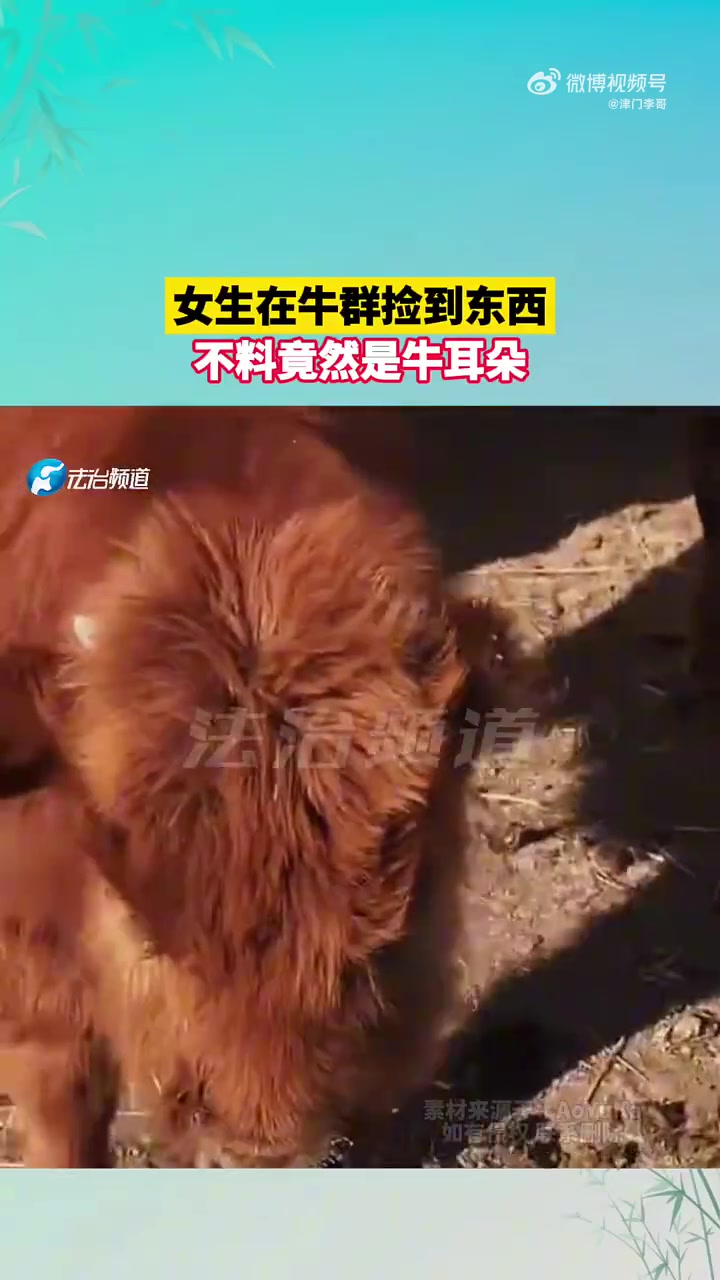 女生在牛群捡到东西，不料竟然是牛耳朵！