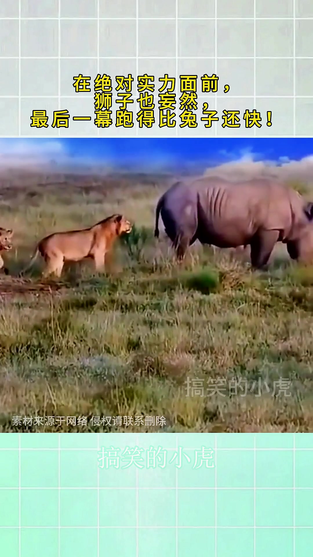 在绝对实力面前，狮子也妄然，最后一幕跑得比兔子还快！