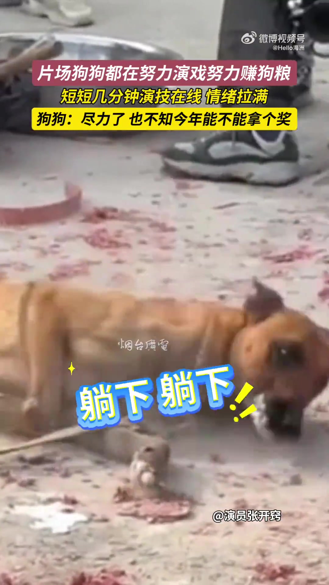 片场狗狗都在努力演戏努力赚狗粮，短短几分钟演技在线，情绪拉满