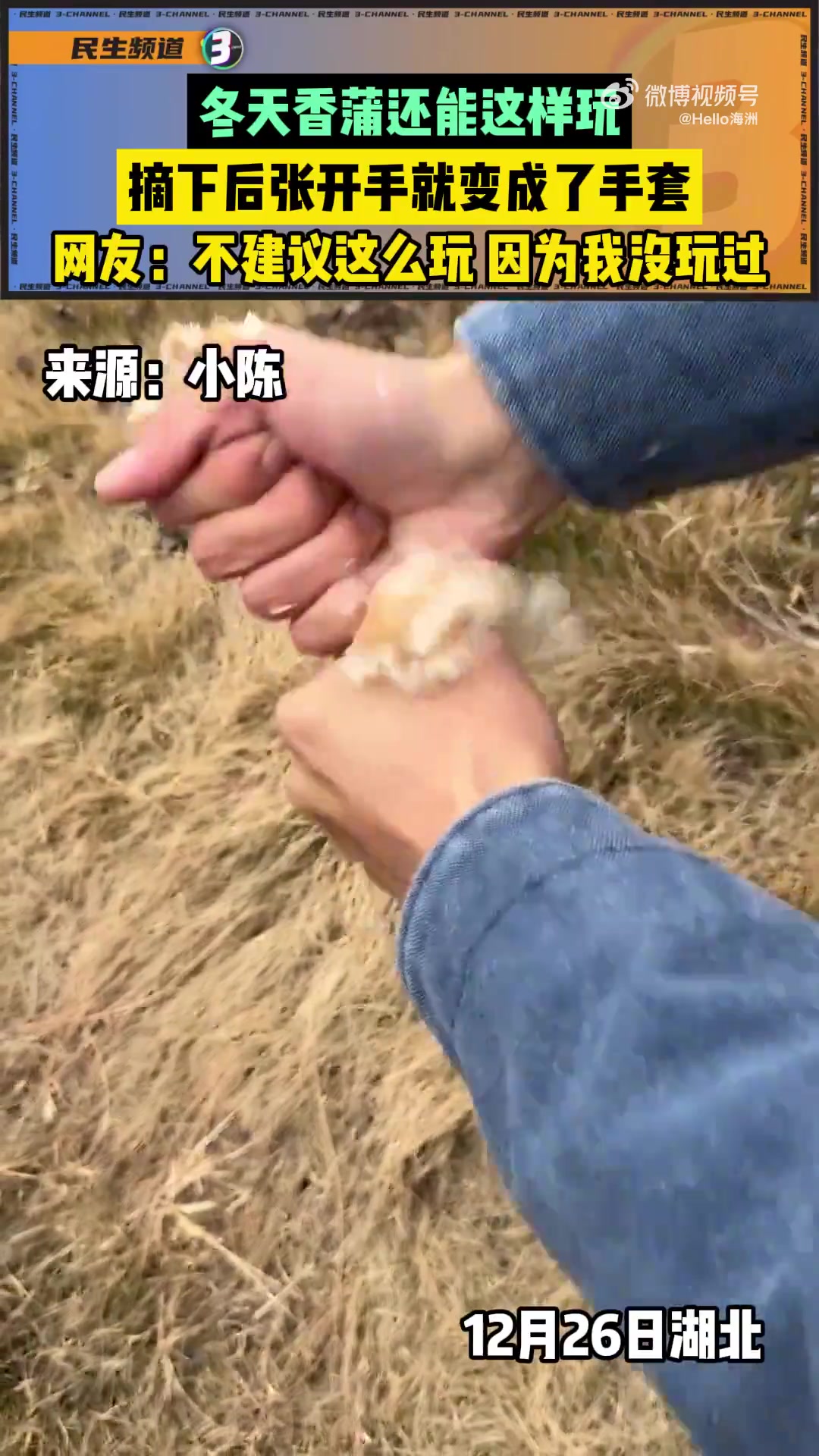 冬天香蒲还能这样玩，摘下后张开手就变成了手套