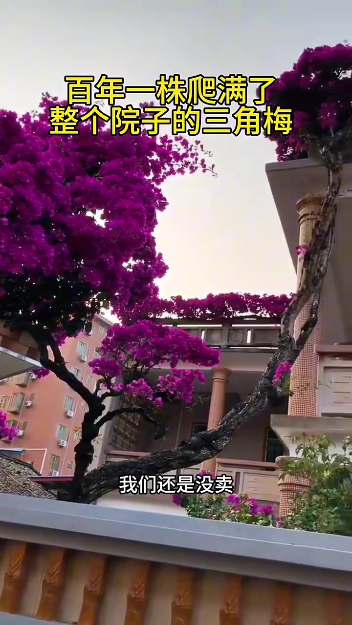 这棵三角梅树干的长度已然达到了让人无比震惊