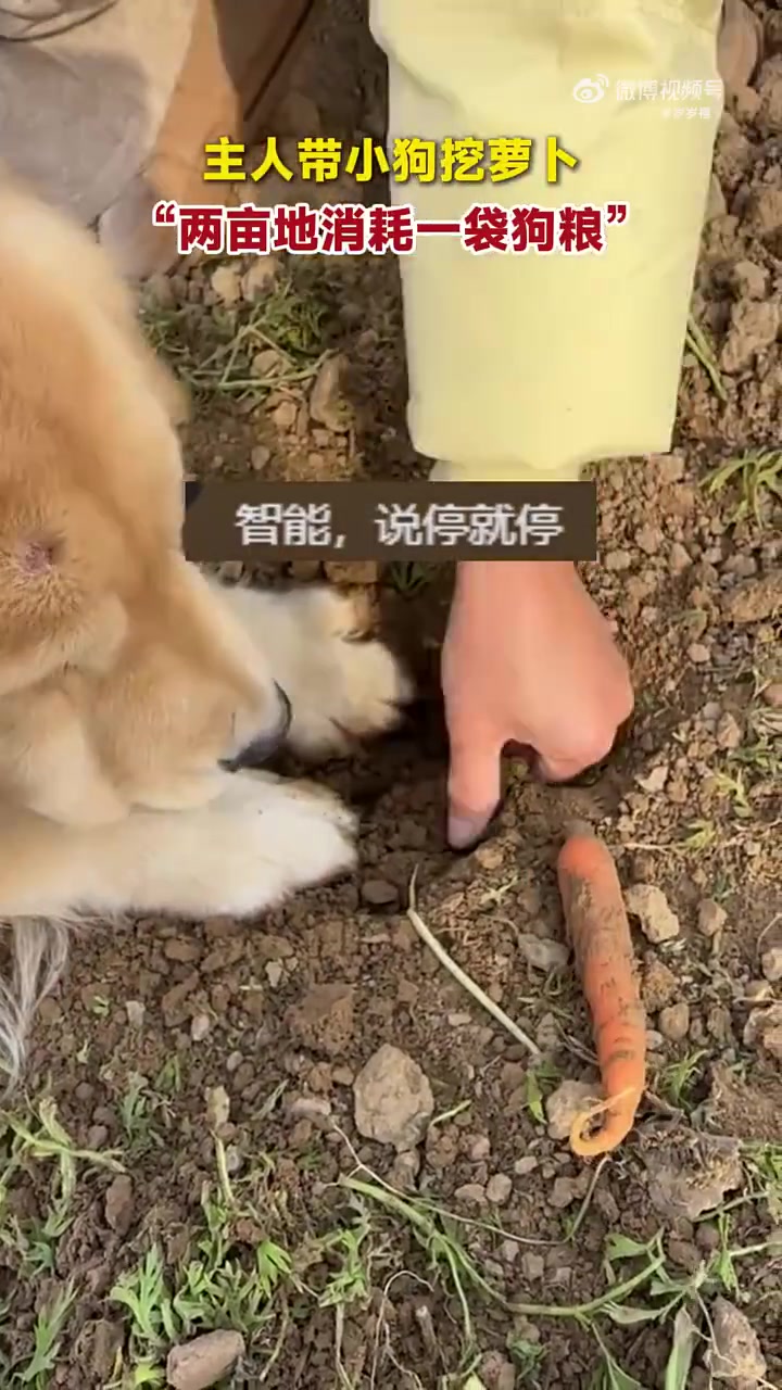 主人带小狗挖萝卜，“两亩地消耗一袋狗粮”