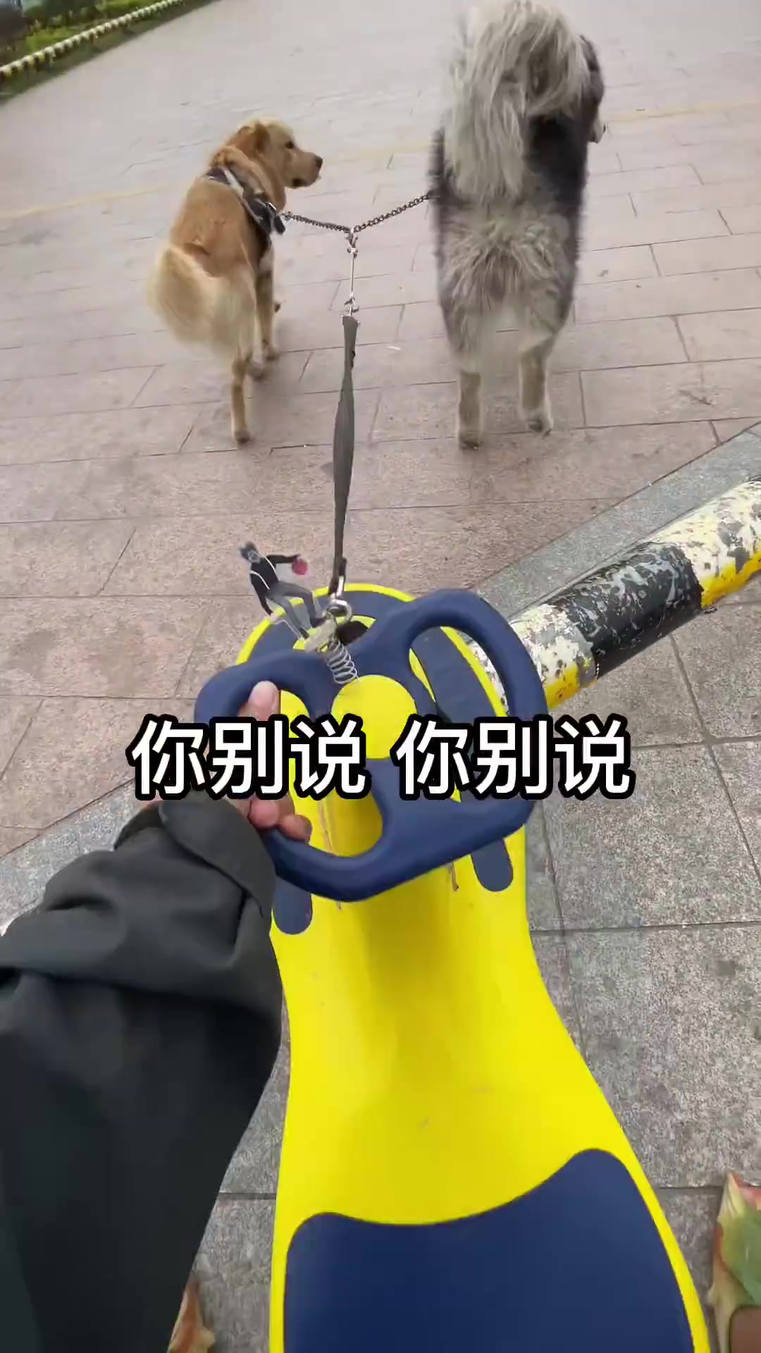 狗回头：看他怎么过嘿...你别说还挺聪明