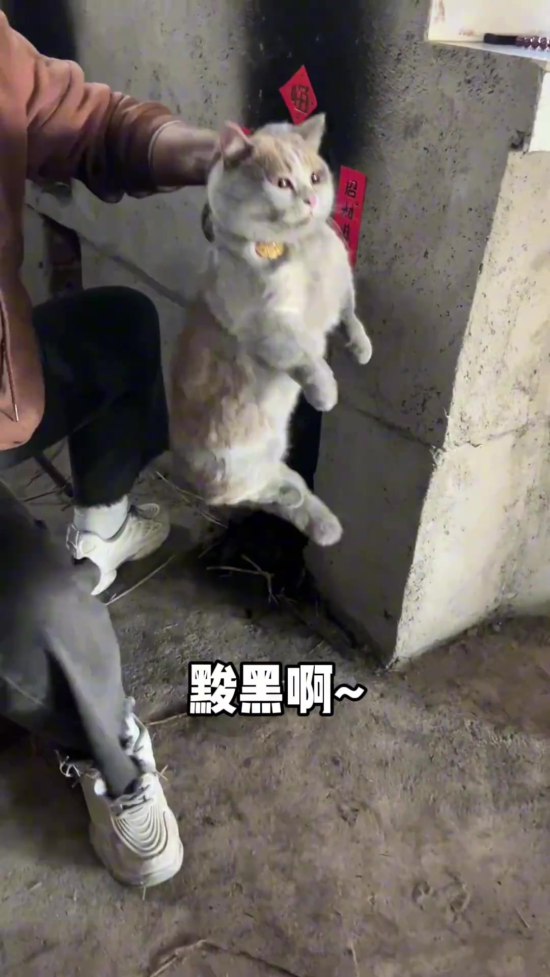 南方小土豆回村变身黑皮体育生！