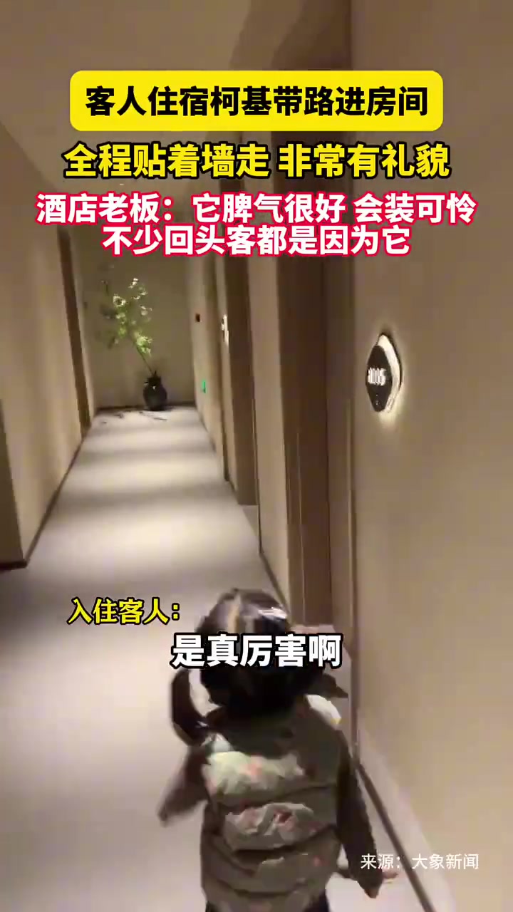 男子住宿柯基带路领进房间，全程贴墙走非常有礼貌