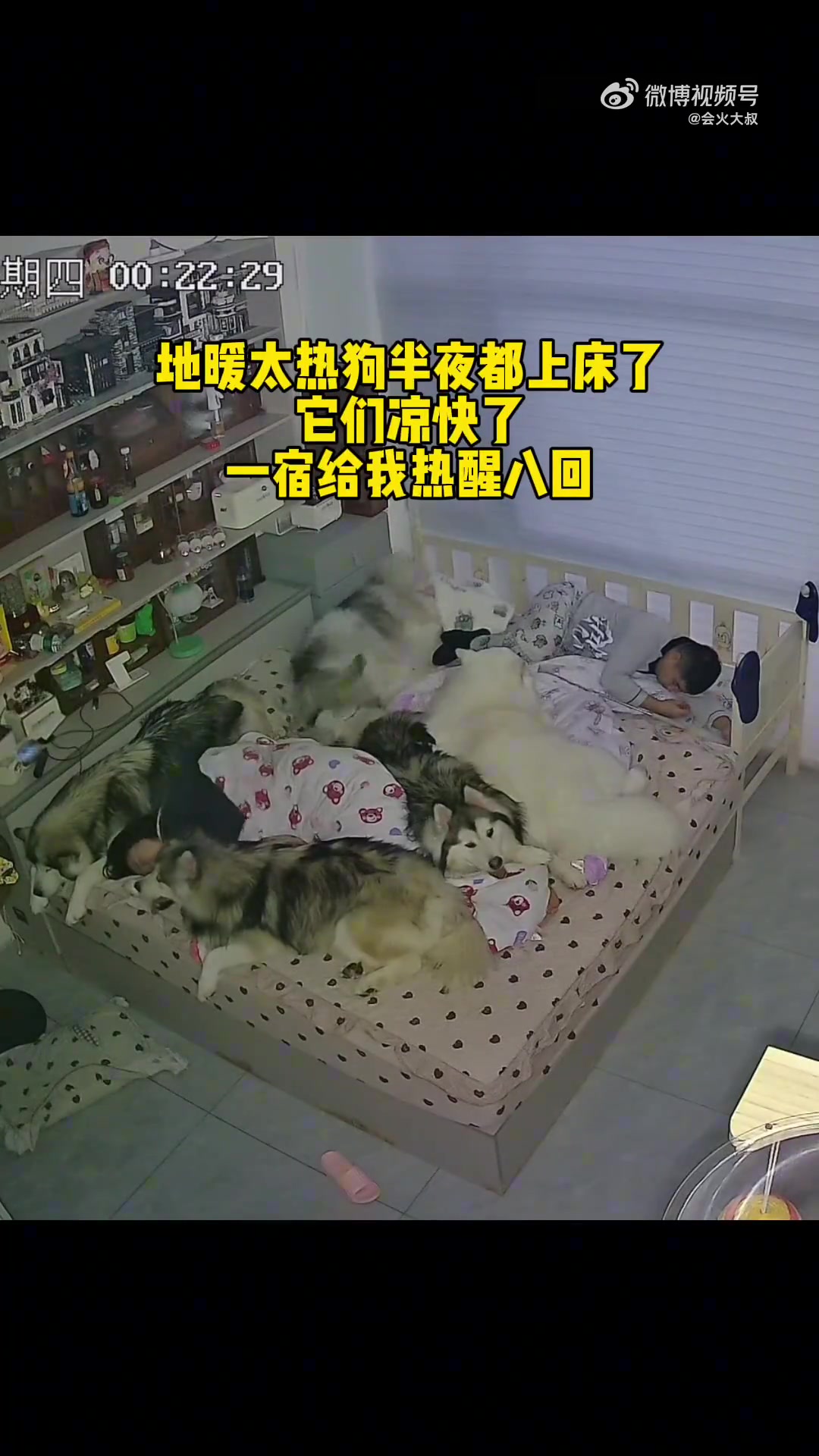 我没养过宠物，我想问一下，养这么多狗，屋里没有味道吗
