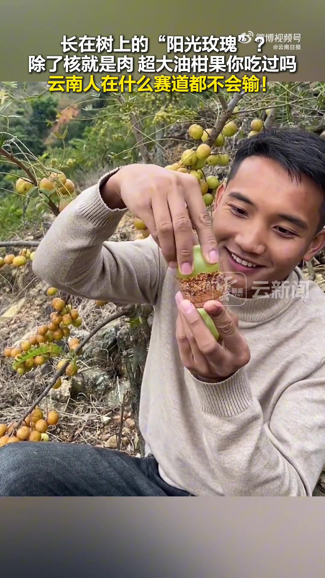 长在树上的“阳光玫瑰”除了核就是肉，超大油柑果你吃过吗