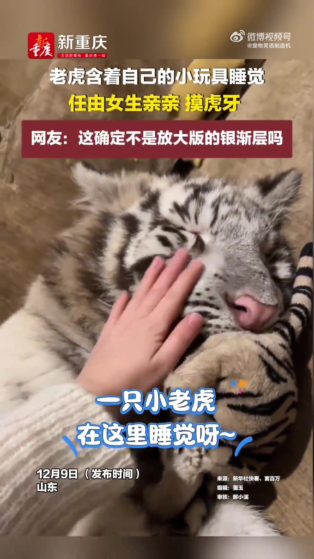 老虎抱着心爱的小玩具入眠，女孩轻吻它，抚摸它的獠牙