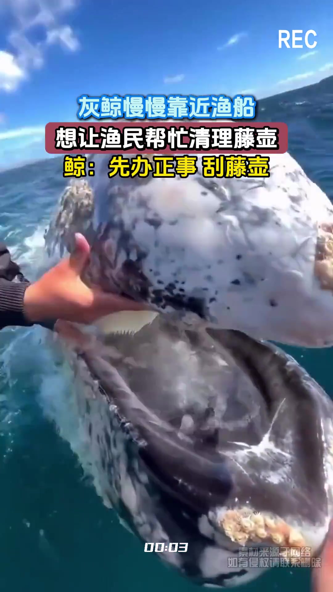 灰鲸靠近渔船求渔民帮忙清理藤壶：先办正事刮藤壶