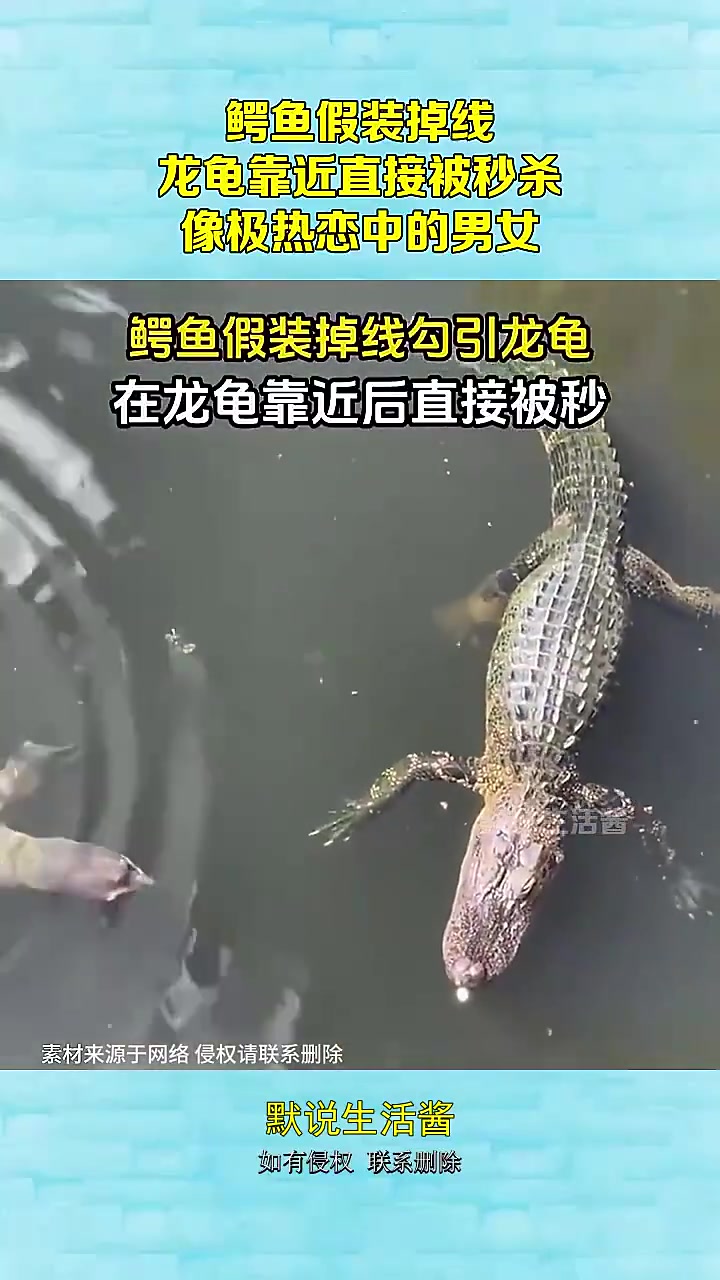 鳄鱼掉线扮可怜，龙龟靠近被秒杀似热恋