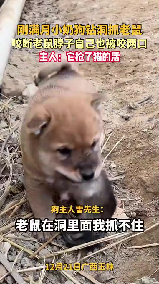 刚满月小奶狗钻洞抓老鼠，咬断老鼠脖子自己也被咬两口