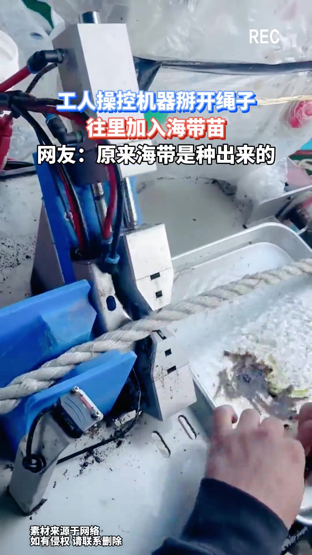 工人操控机器掰开绳子，往里加入海带苗