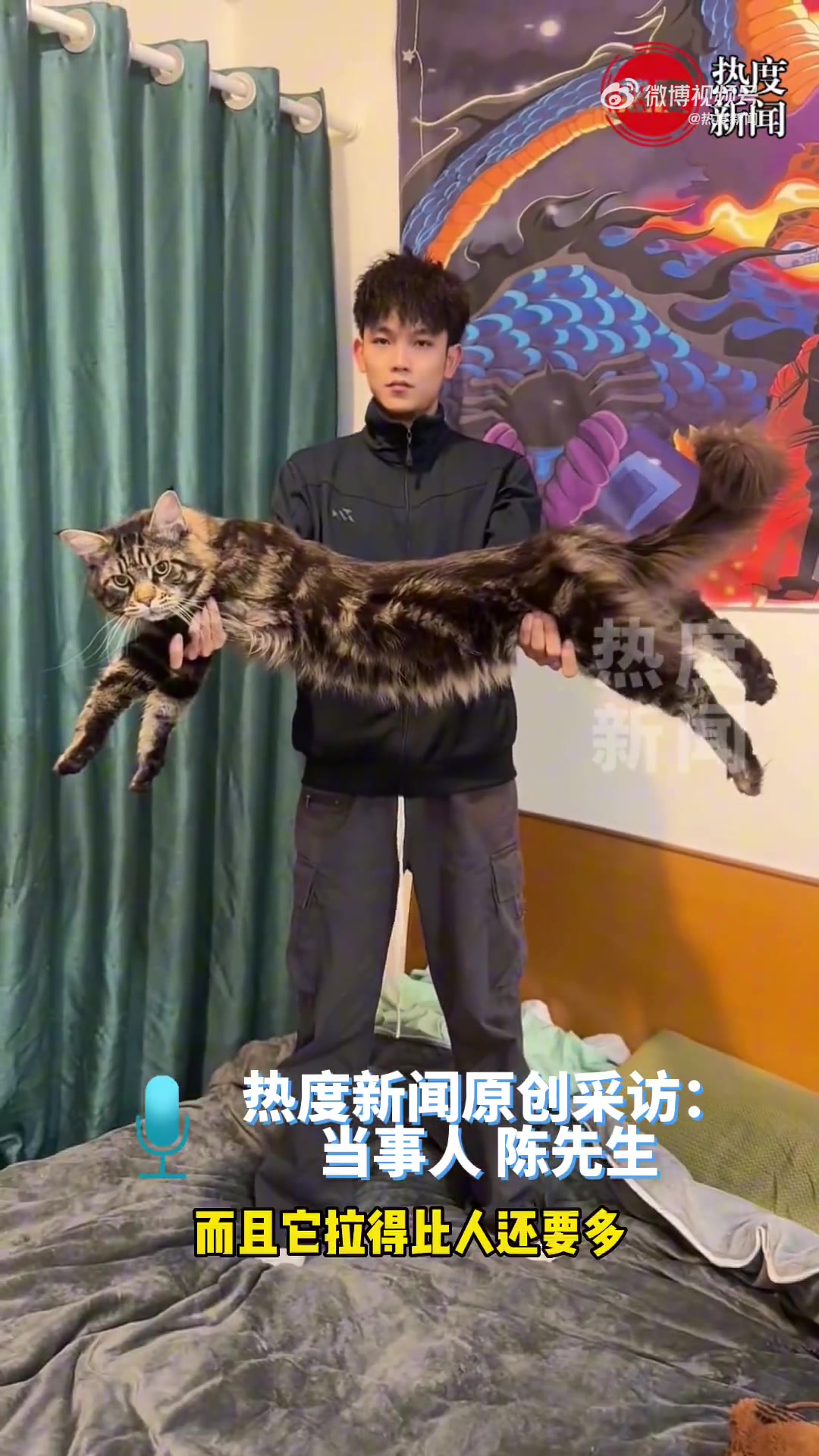 男子养的猫体型赶上中型犬
