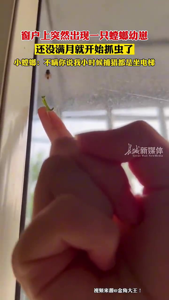 窗户上突然出现一只螳螂幼崽还没满月就开始抓虫了
