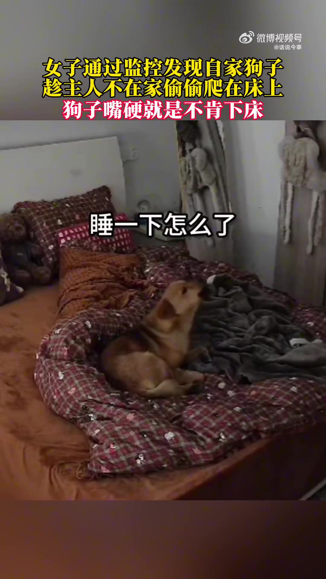 女子通过监控发现自家狗子趁自己不在家趴在床上.