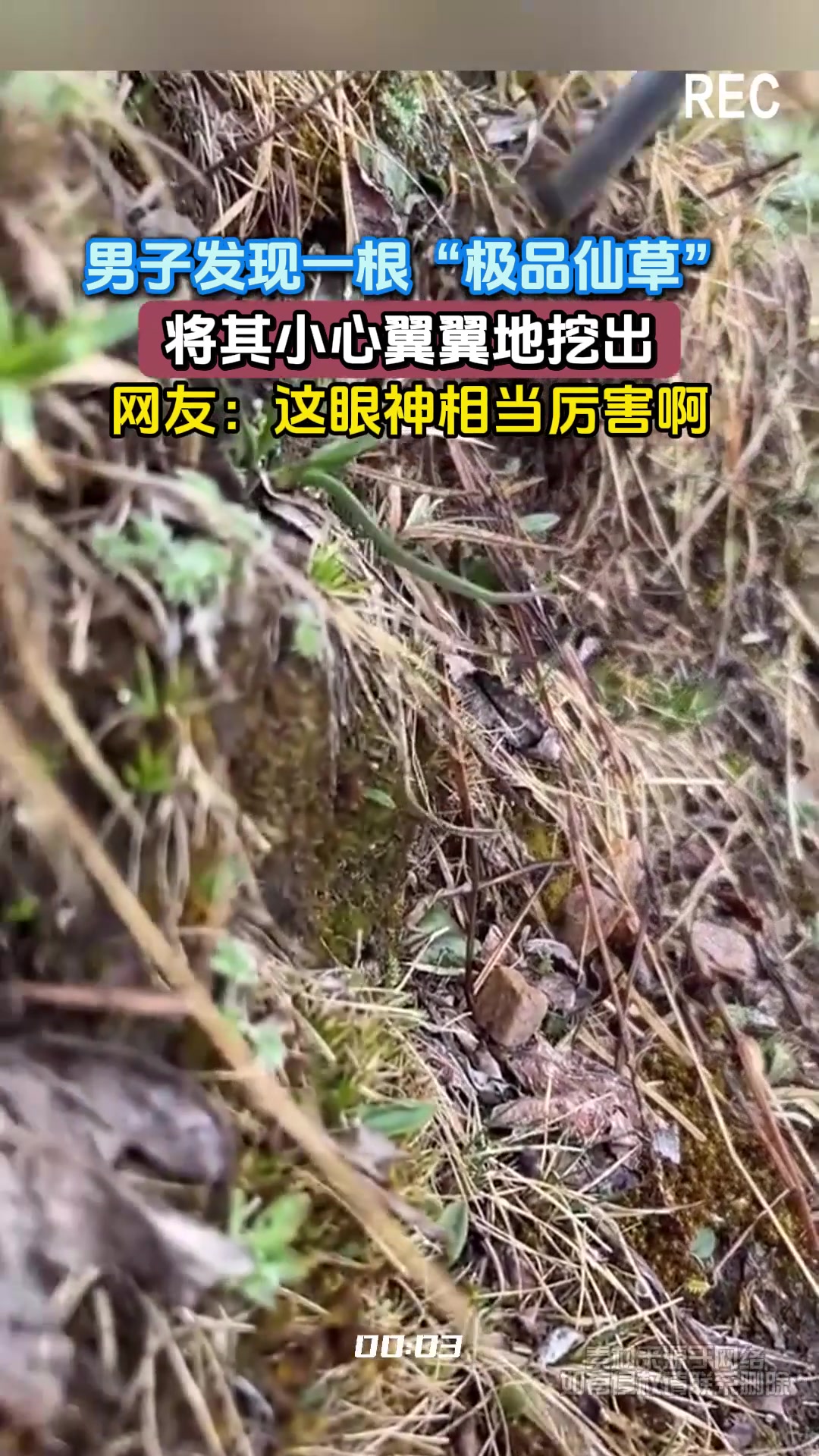 男子发现一根“极品仙草”，将其小心翼翼地挖出