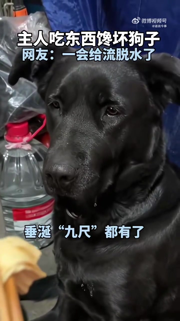 主人吃东西馋坏狗子网友一会给流脱水了