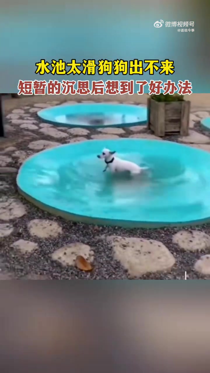 水池太滑狗狗出不来，短暂思考后想到了好办法
